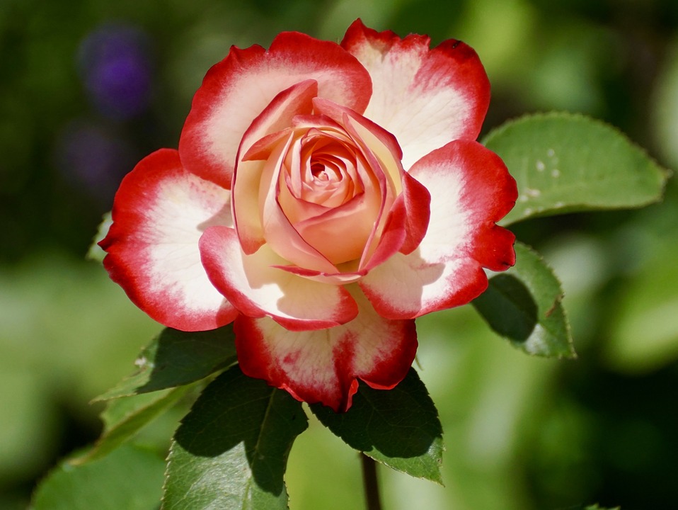 Tutti i tipi di rose. Scopri tutte le varietà da giardino e da vaso