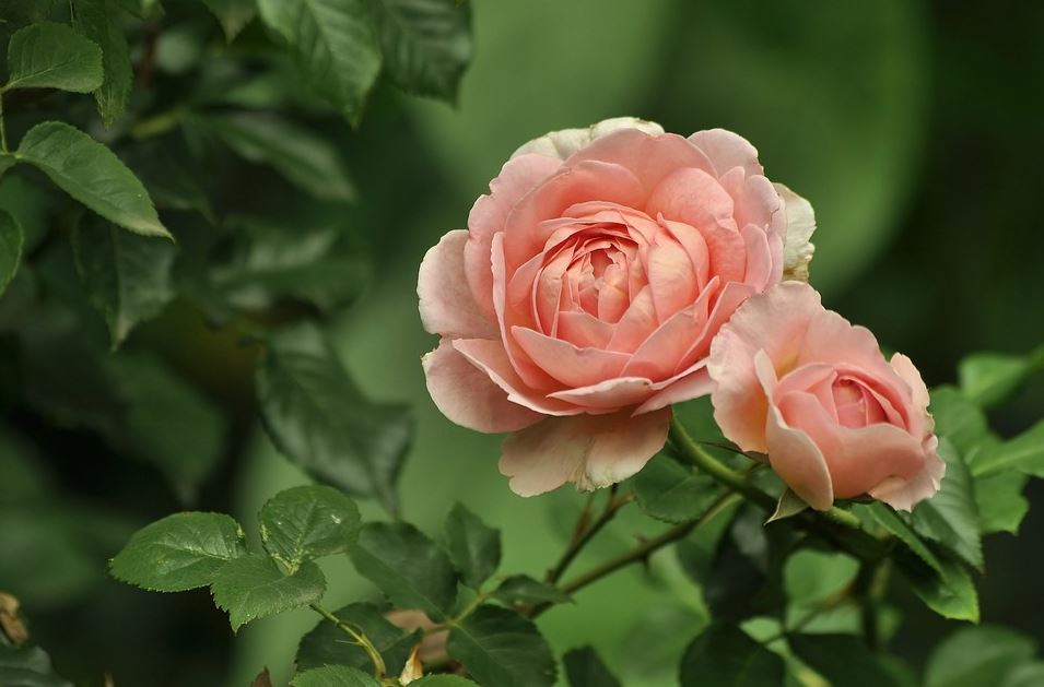 Tutti i tipi di rose. Scopri tutte le varietà da giardino e da vaso